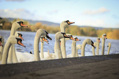 Mute swans at lakeshore against sky