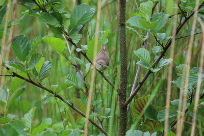 Reed warbler perching on a plant