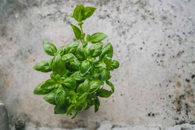 High angle view of potted plant against wall