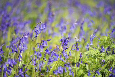 Close-up of purple flowers blooming in field