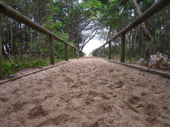 Road passing through forest