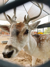 Close-up of deer in zoo