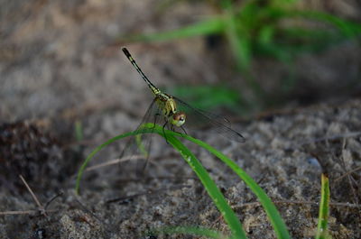 Close-up of insect on rock