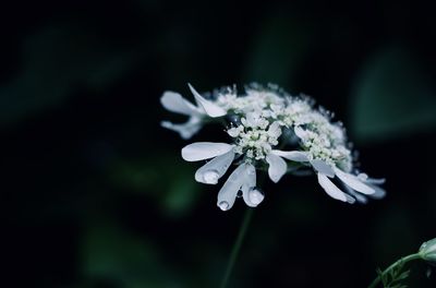 Close-up of white flowering plant