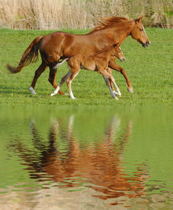 Side view of horse and foal running by lake