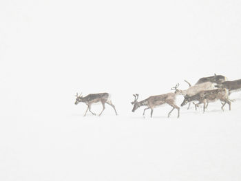  group of reindeers walking on snow in a foggy day 