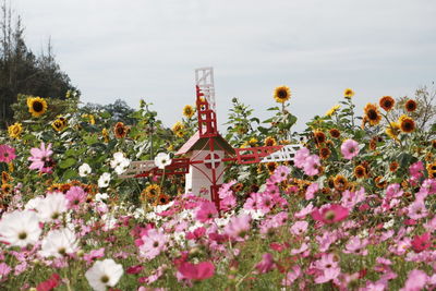 Pink flowering plants on field against sky