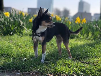 Dog in a field