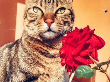 Close-up portrait of cat