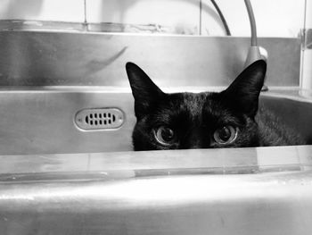 Close-up portrait of cat in kitchen sink