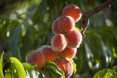 Close-up of strawberry growing on tree