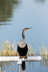 Brown female anhinga anhinga dries perches on a post in sarasota, florida