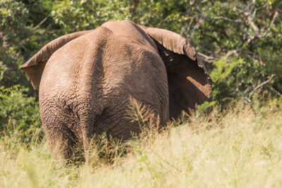 Elephant standing on grassy field in forest