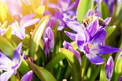 Close-up of purple flowers blooming outdoors