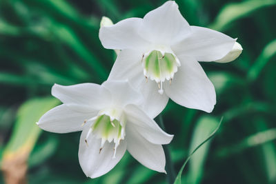 Close-up of white flowering plant