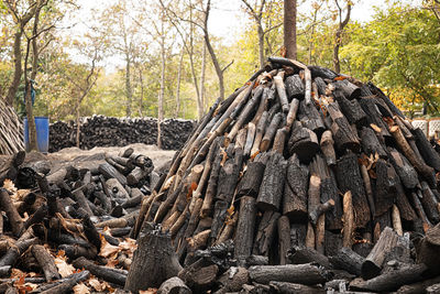 Stack of logs in forest