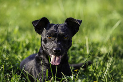 Portrait of black dog on field