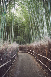 View of bamboo trees in forest