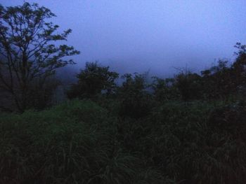 Trees on field against sky at dusk