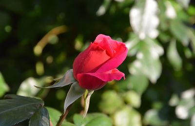 Close-up of red flower blooming outdoors