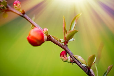 Close-up of fresh green plant