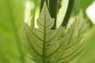 Close-up of green leaves of papaya tree 