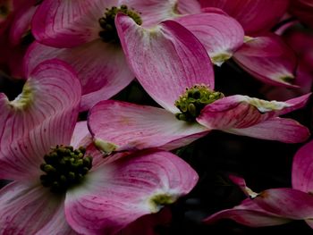 Close-up of flower