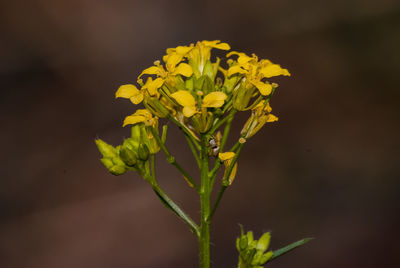 Close-up of yellow flower