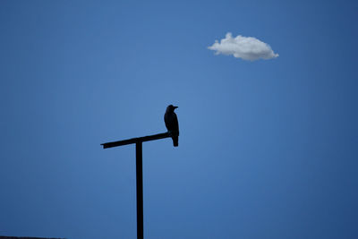 Low angle view of bird perching against clear blue sky