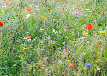 Close-up of flowers blooming in field