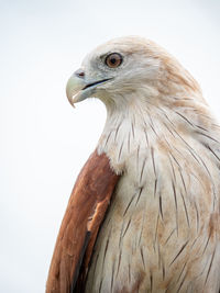 Close-up of eagle against white background