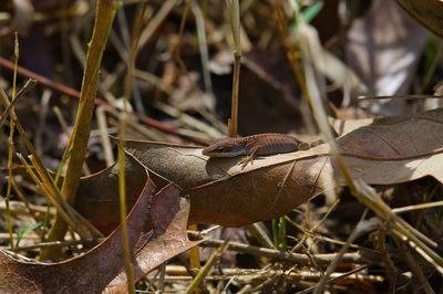 Close-up of dry leaves on land