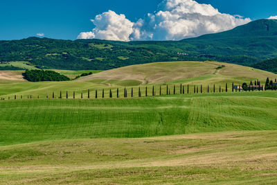 Scenic view of field against sky