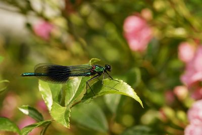 Close-up of insect on plant