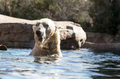 Polar bear swimming in lake