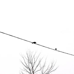 Low angle view of birds perching on power line