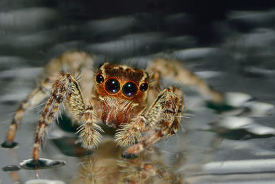 Close-up of jumping spider on water