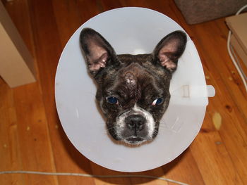 High angle view of dog at home