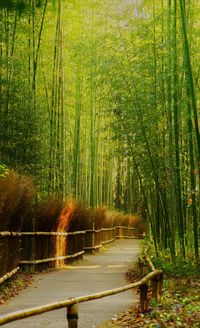 Footpath amidst bamboo in forest
