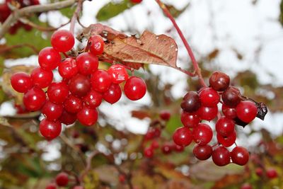 Close-up of wet red berries on tree