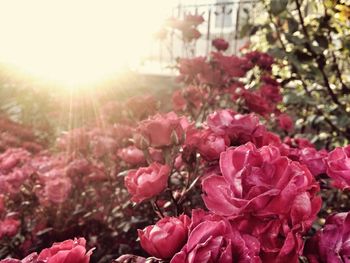 Close-up of pink flowers blooming on tree