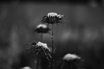 Close-up of dandelion flower