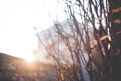 Sun shining through trees