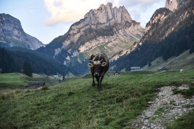 Rear view of man walking on mountain