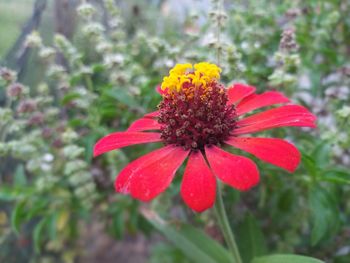 Close-up of red flower