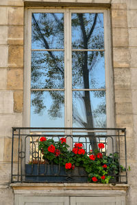 Low angle view of flowering plants by window on building