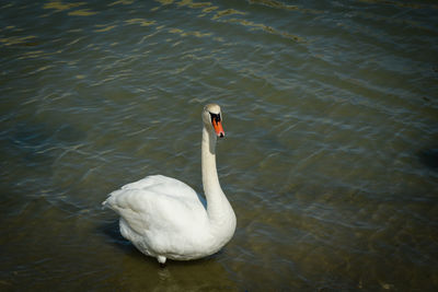 High angle view of swan swimming in lake