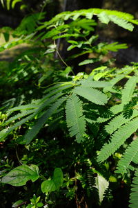 High angle view of fern leaves on tree