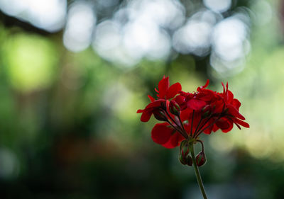 Close-up of red flowering plant