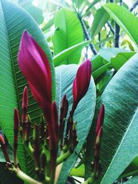 Close-up of flower growing outdoors
